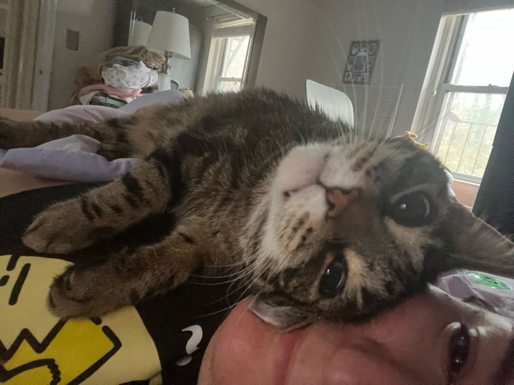 Photo of Eren, TJ’s brown tabby cat, lying on top of them and looking at the camera with big eyes.