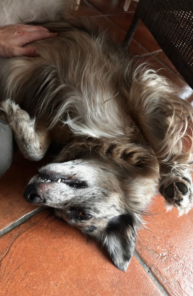 Am Rücken liegende Hündin in Kuschelstimmung