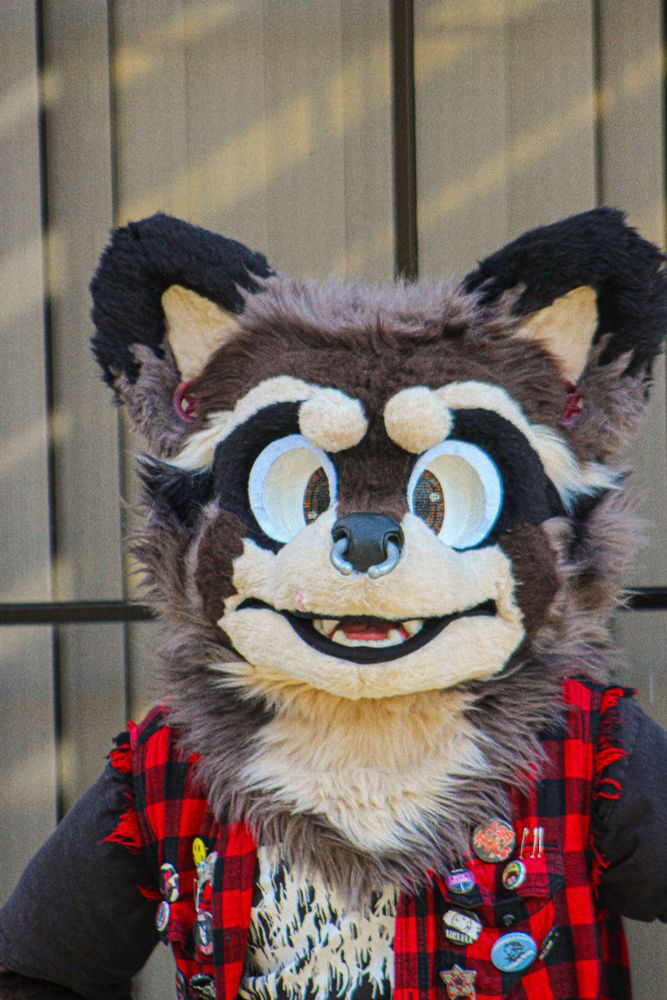 First professional photo of Slater Raccoon!