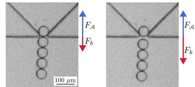 Optical microscopy images of the experiment. On the left, 5 oil droplets, about 50 microns in diameter, in a straight chain. One of the droplets at the top is held by the hopper-like constriction. There are two force arrows. Adhesion (up) is bigger than effective buoyancy (down) On the right, the same image, but now the effective buoyancy is larger than the adhesion arrow (because the tilt is grater) and the bottom four droplets have sepparated from the top imobilised droplet