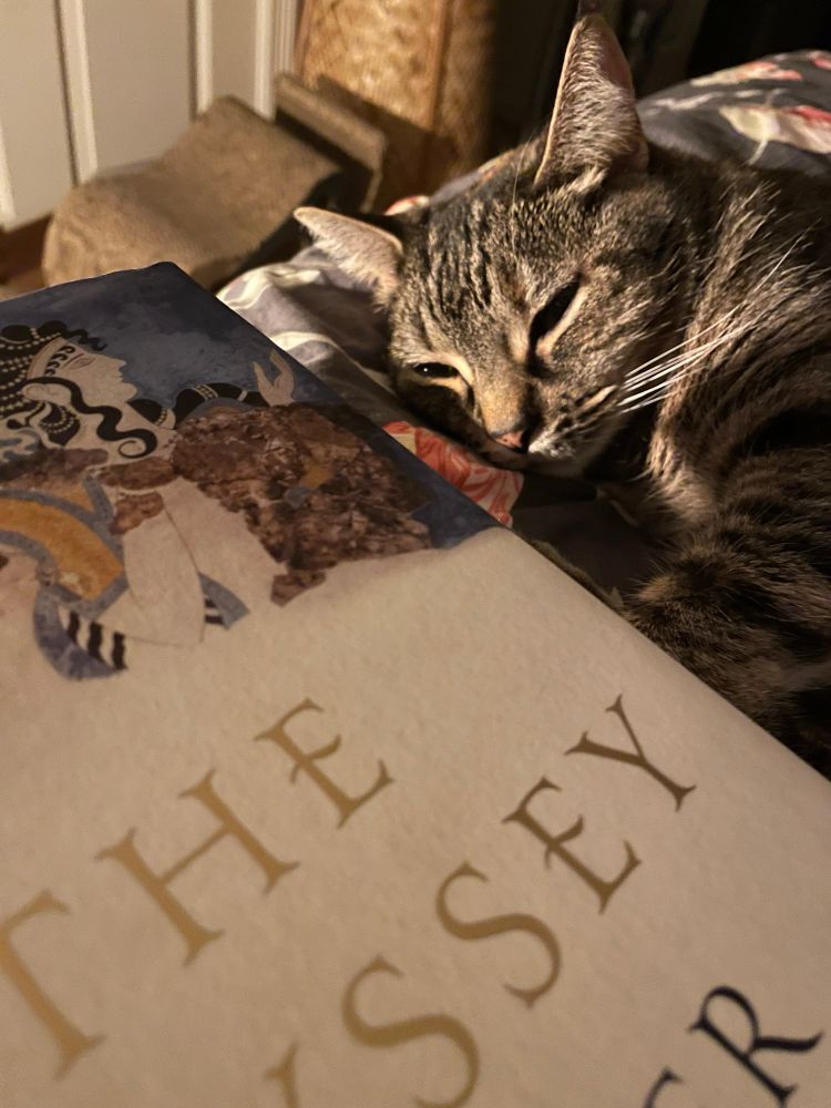 A brown tabby hanging out with a copy of Emily Wilson’s translation of the Odyssey.