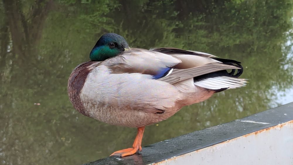 A male mallard duck standing on the gunnel of a narrowboat nestles his beak in the feathers on his back