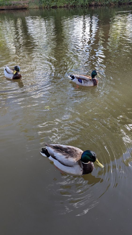 3 males ducks floating on a canal approach the camera