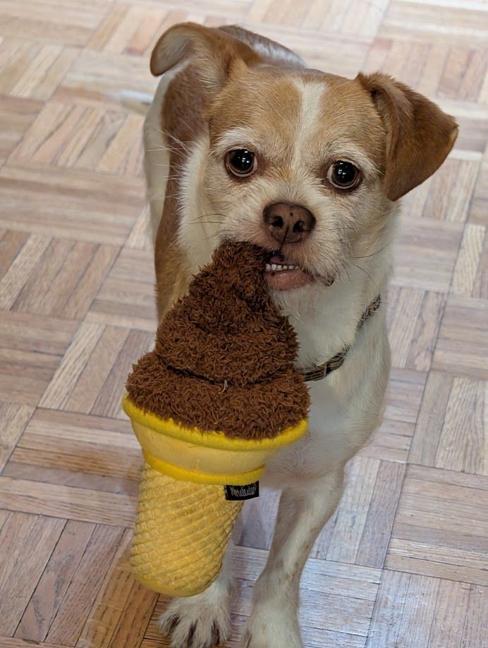 Rex the dog, a tan-and-white terrier mix, looks in disbelief at the camera while a plush ice cream cone dangles from his slightly-open mouth.