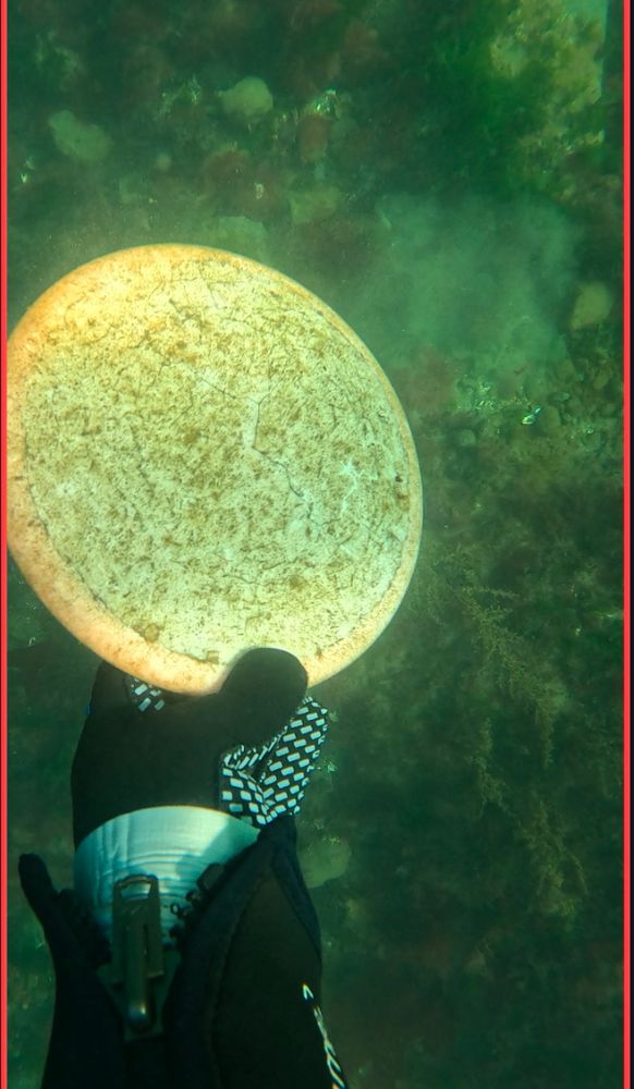 An underwater scene of a gloved hand in a neoprene wetsuit holding an algae covered orange plastic disc. The sea floor is visible in the background 