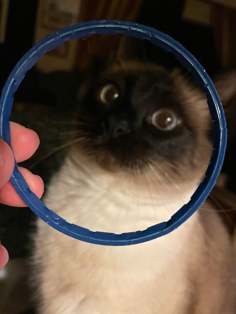 Chocolate face Siamese cat looking at the blue ring from the top of a mayonnaise jar.