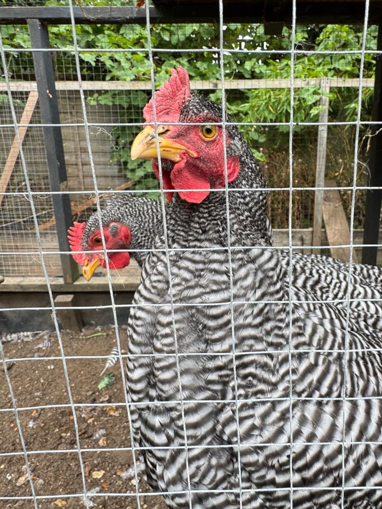 2, black and white striped chickens. 
