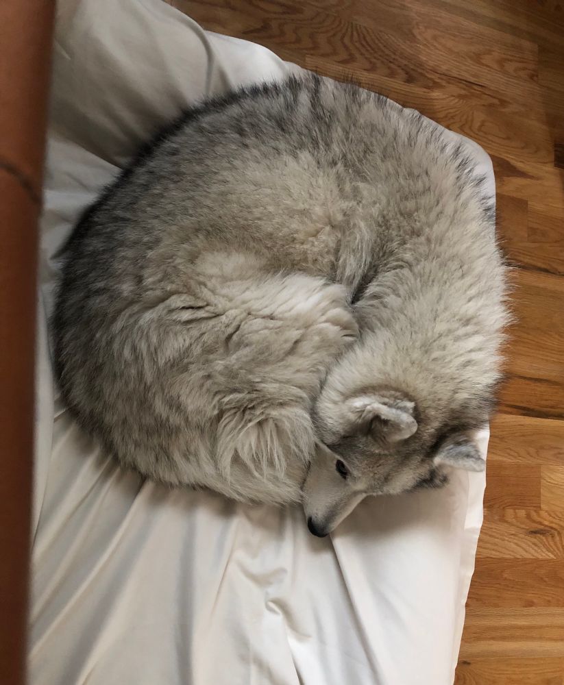 A gray-white Siberian husky curled into a circle lying in a dog bed with off-white sheets on hardwood floor