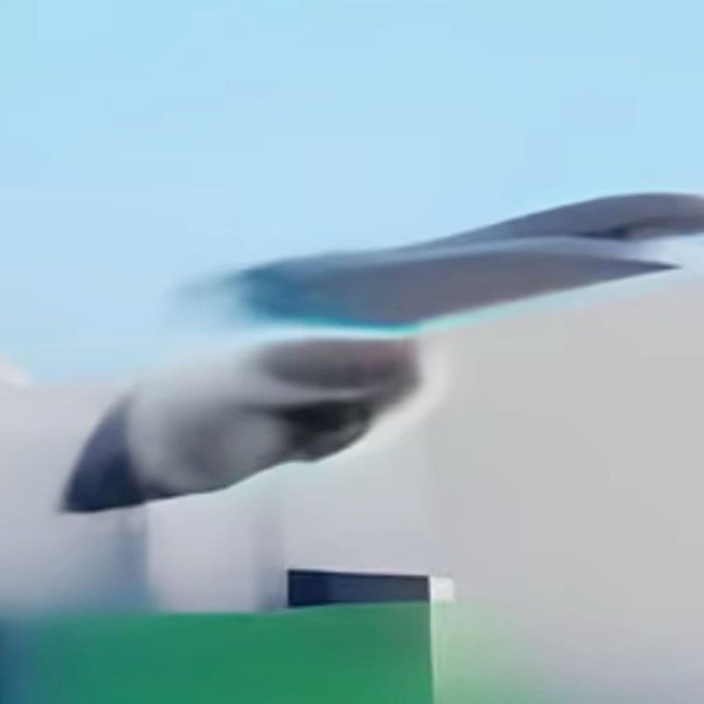 A close up of Hydrolit with black/white colored body and white fin on left side. 