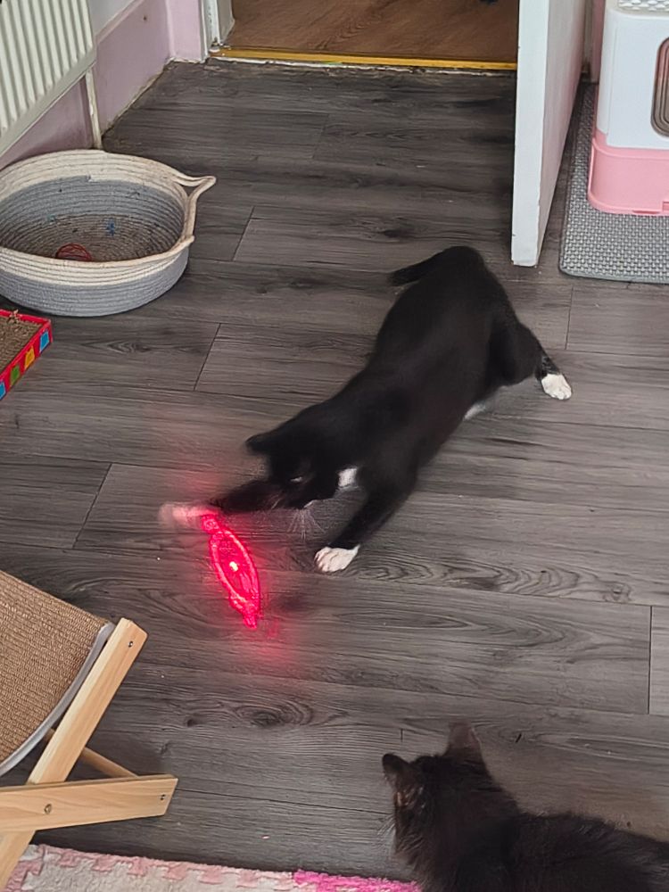 The same two cats, with the shorthair now batting at the laser while the fluffy one loafs nearby. 