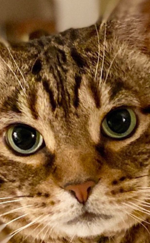 Close-up of Missy, a brown tabby cat with green eyes. 