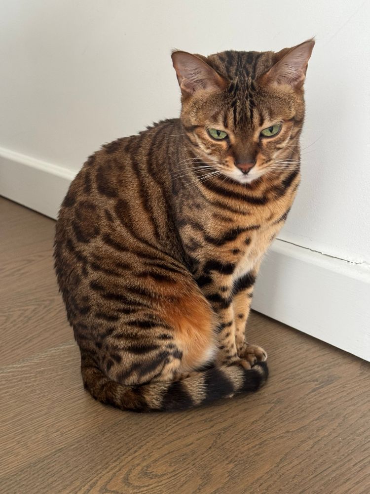 Bengal cat quietly judging you. 