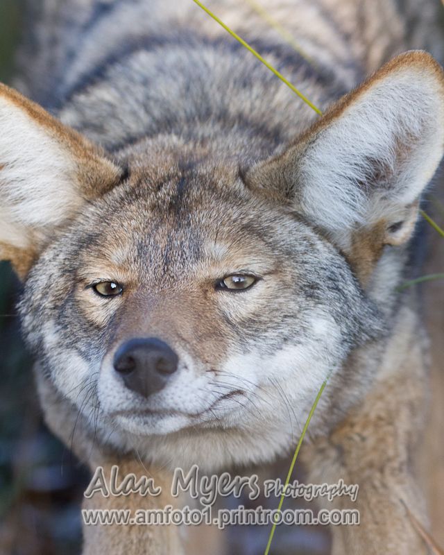 Image of yotes