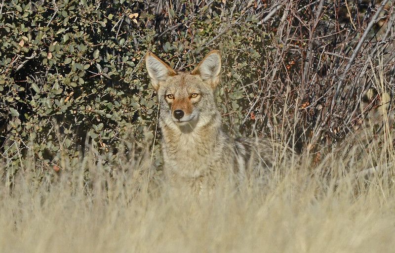 Image of yotes