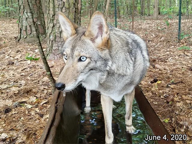 Image of yotes