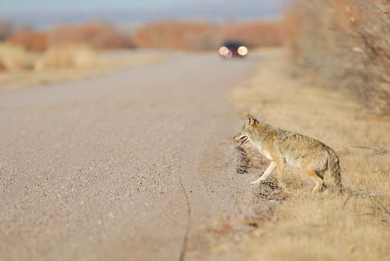 Image of yotes