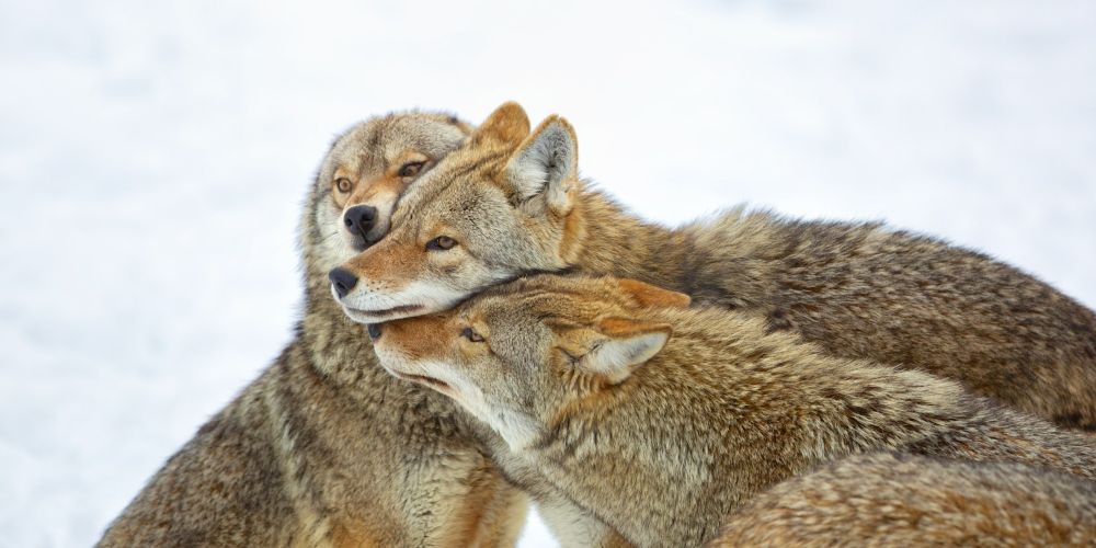 Image of yotes