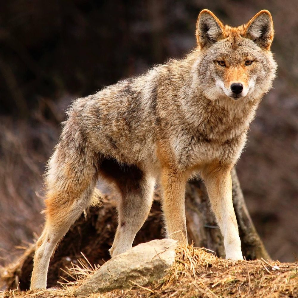 Image of yotes