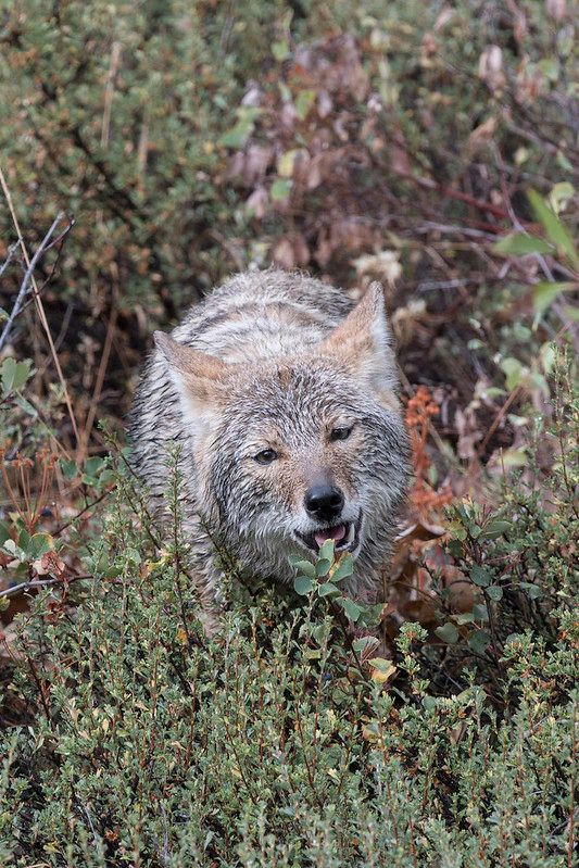 Image of yotes