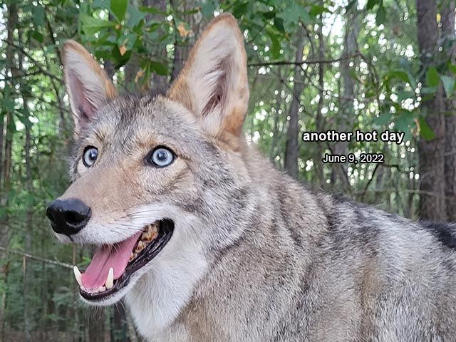 Image of yotes