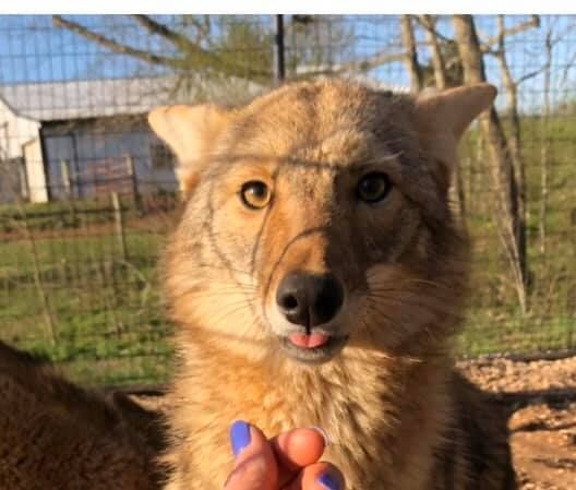 Image of yotes