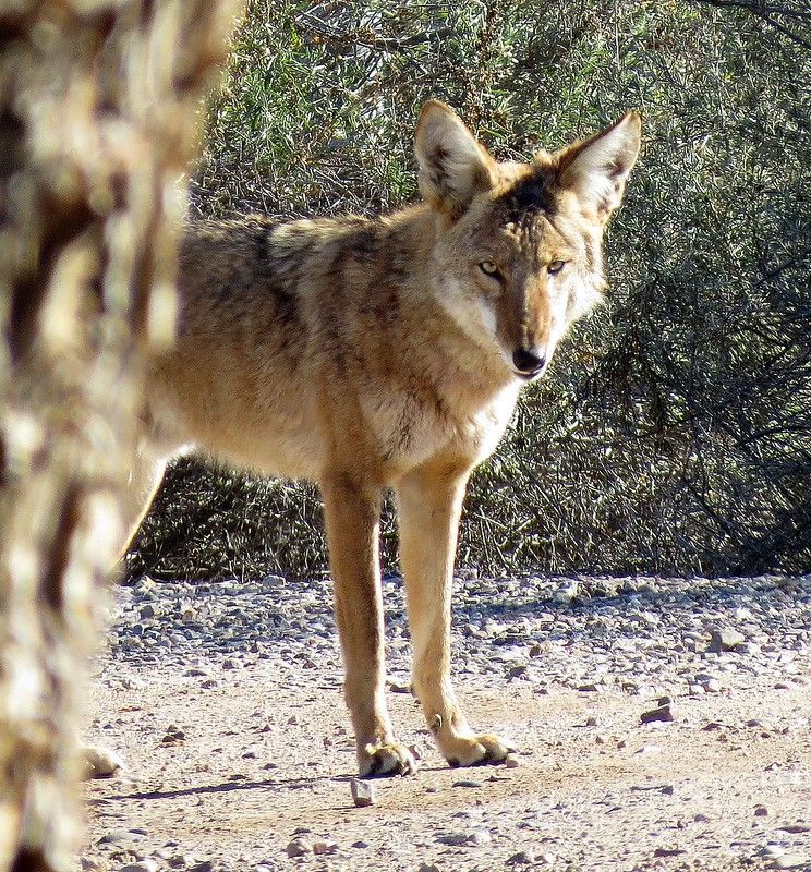 Image of yotes