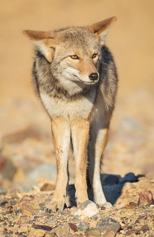 Image of yotes