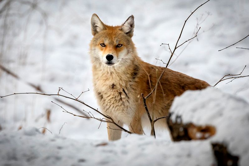 Image of yotes