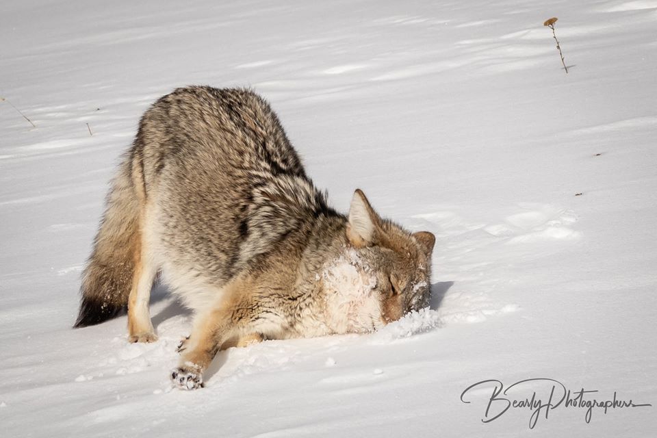 Image of yotes