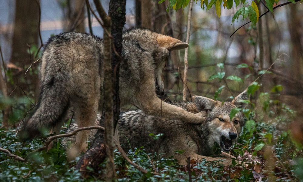 Image of yotes