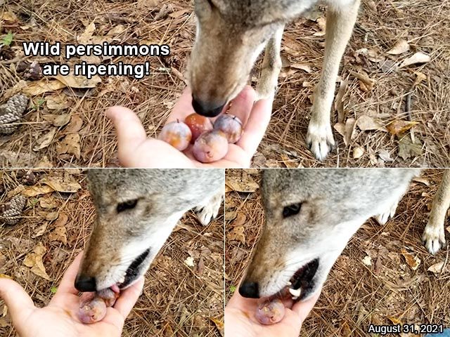 Image of yotes