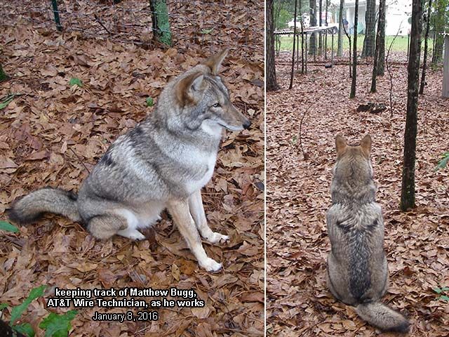 Image of yotes