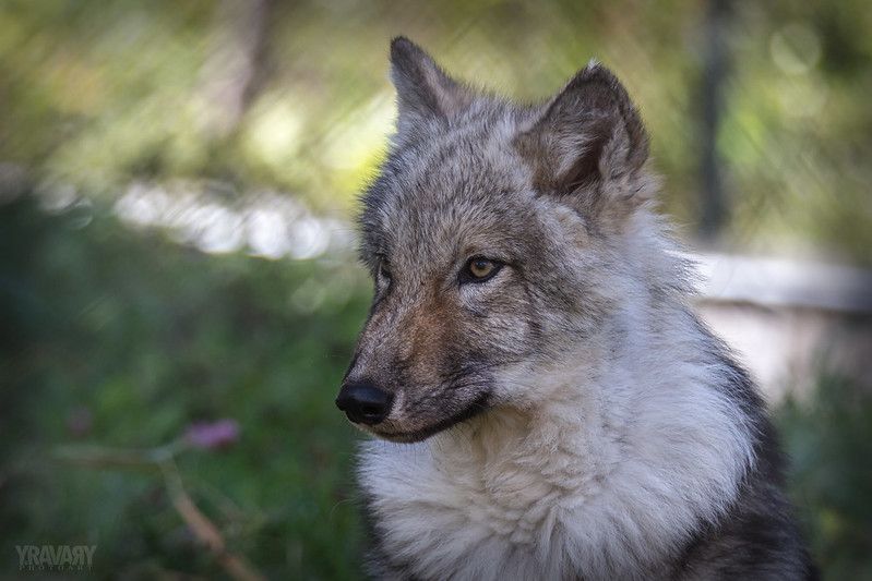 Image of yotes