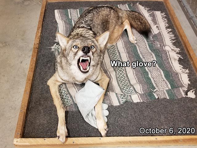 Image of yotes