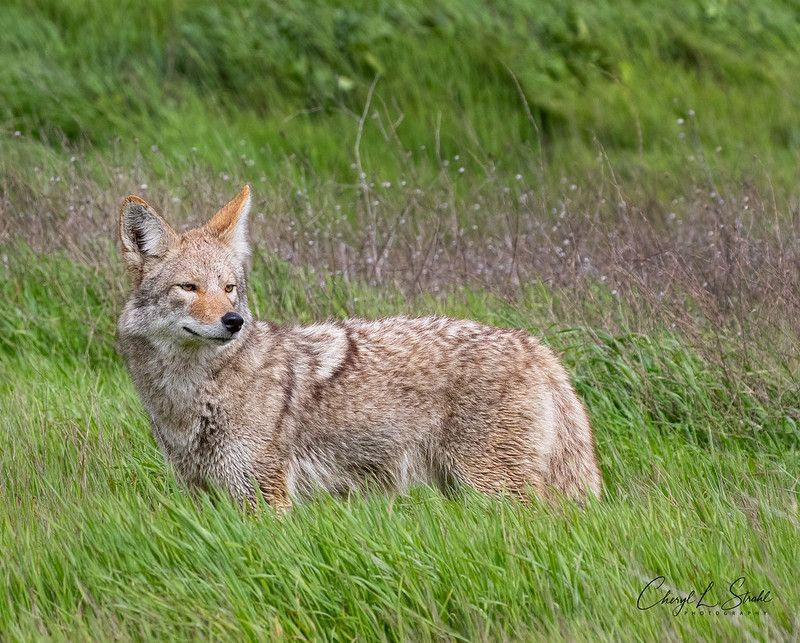 Image of yotes
