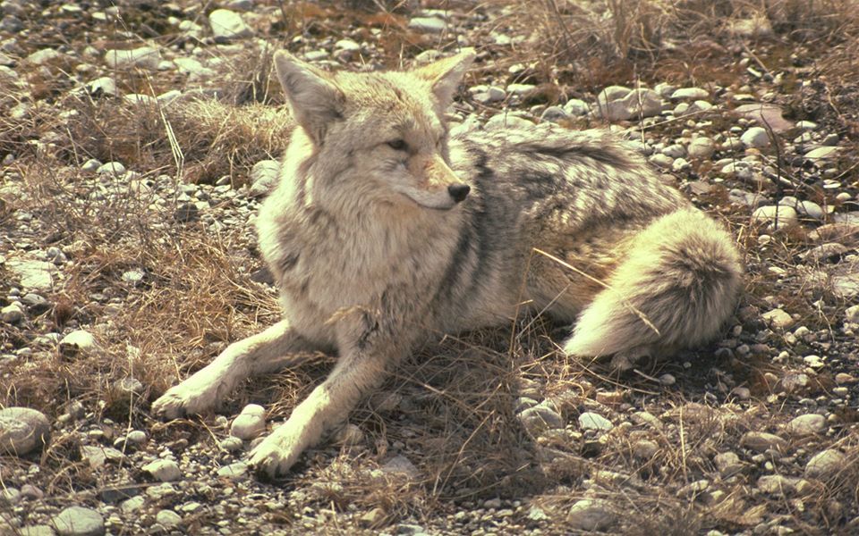 Image of yotes