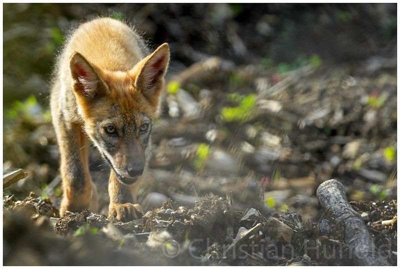Image of yotes