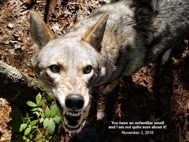 Image of yotes