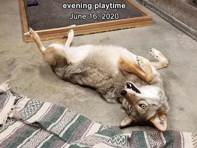 Image of yotes