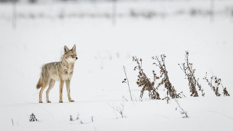 Image of yotes