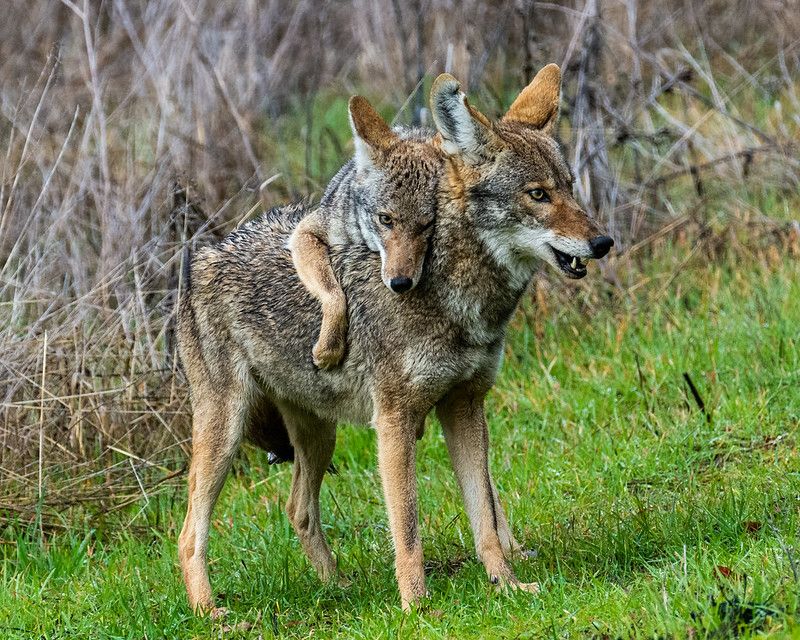 Image of yotes