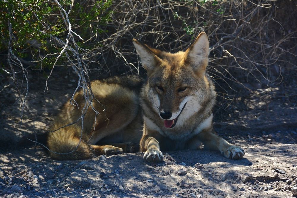 Image of yotes