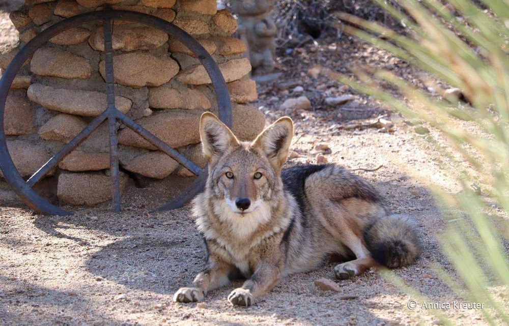 Image of yotes