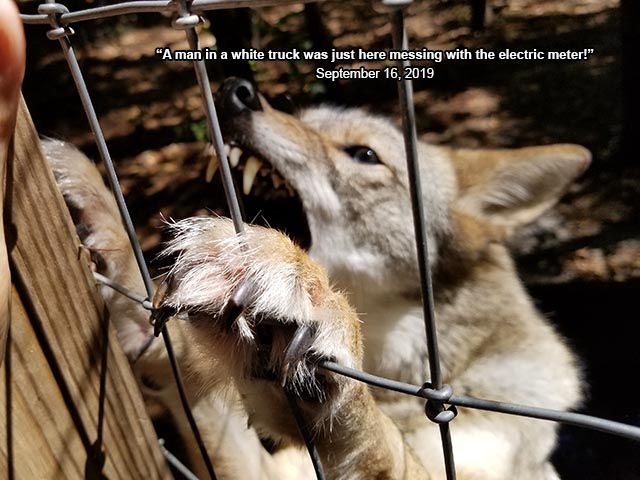 Image of yotes