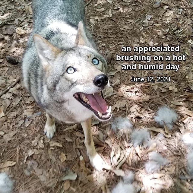 Image of yotes