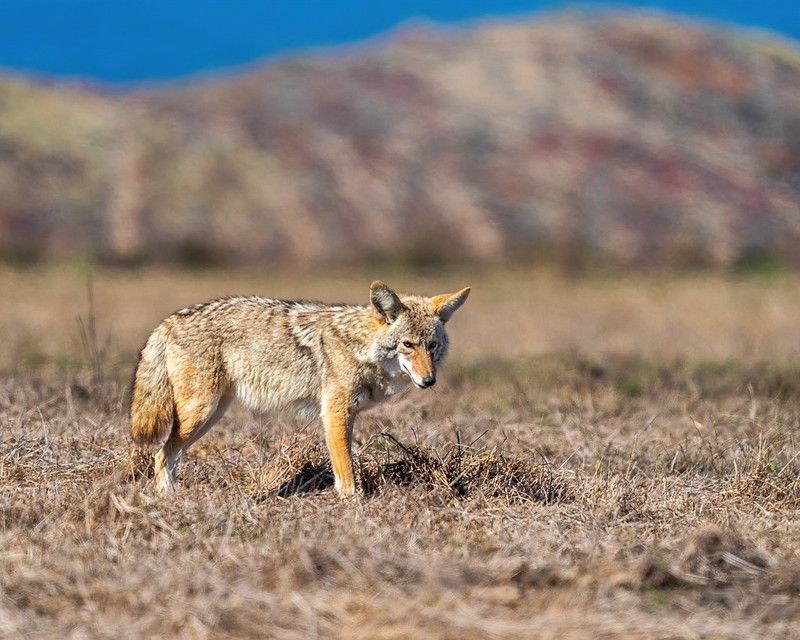 Image of yotes