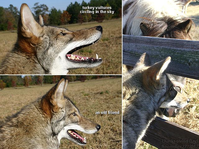 Image of yotes