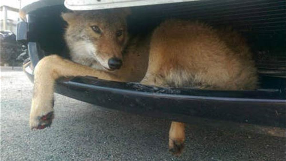 Image of yotes