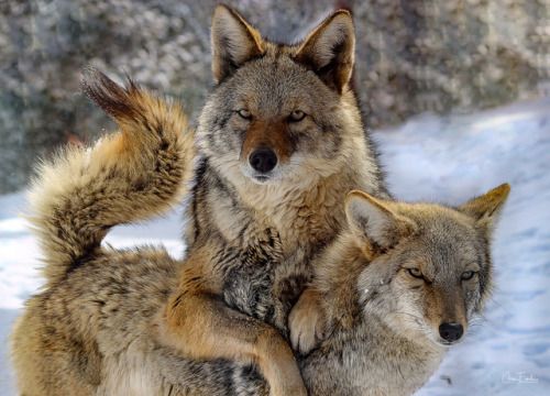 Image of yotes