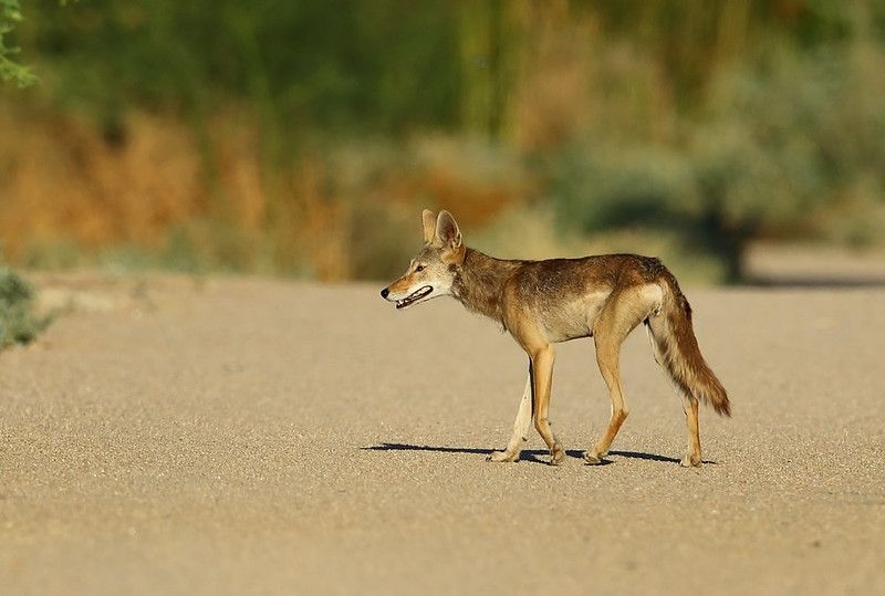 Image of yotes